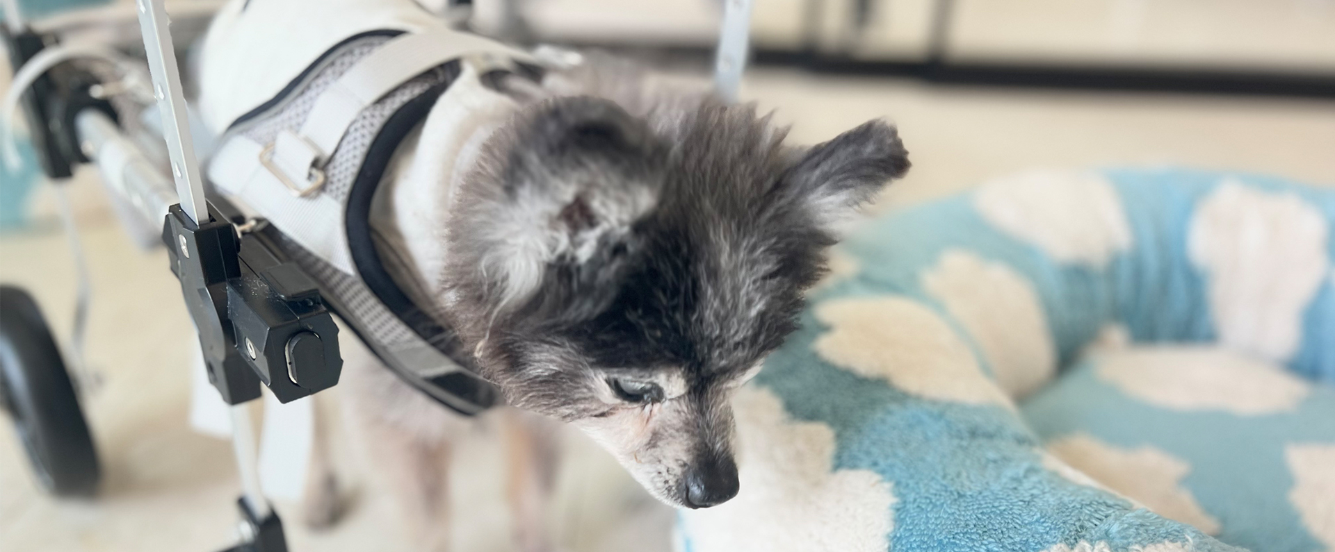 ANIPAL