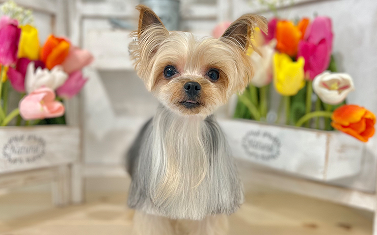 ANIPAL
