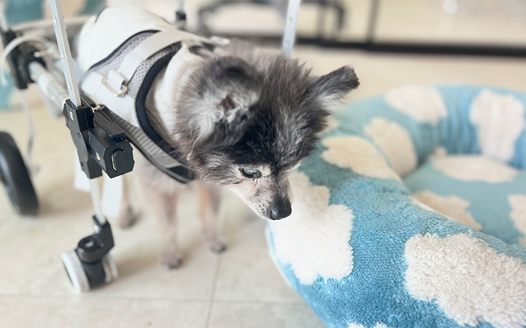 ANIPAL